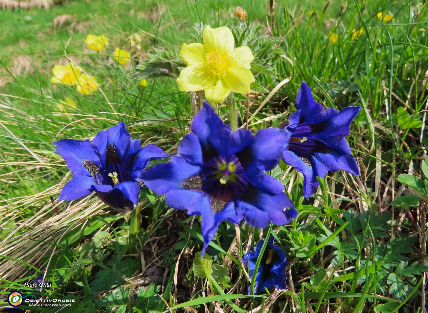18 Gentiana acaulis (Genziana di Koch).JPG